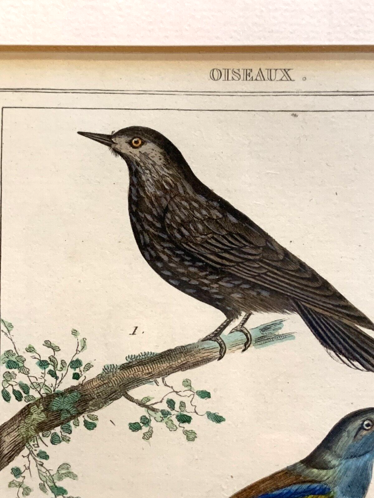 Antoine Charles VAUTHIER - Ornithologie Vögel Stahlstich - Handkoloriert 18202