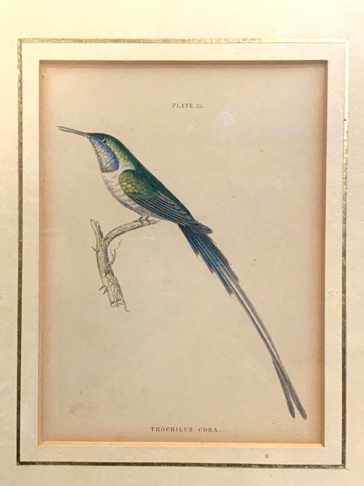 William Home Lizars - Corakolibri Trochilus cora  Handkoloriert Kupferstich 18201