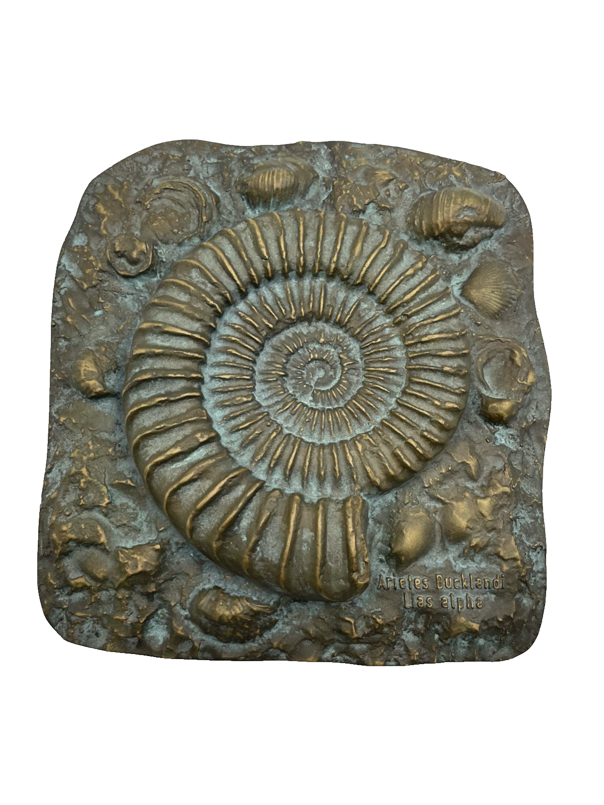 Versteinerung massive Strassacker Bronze Wandtafel Ammoniten Halbrelief gepflegt4
