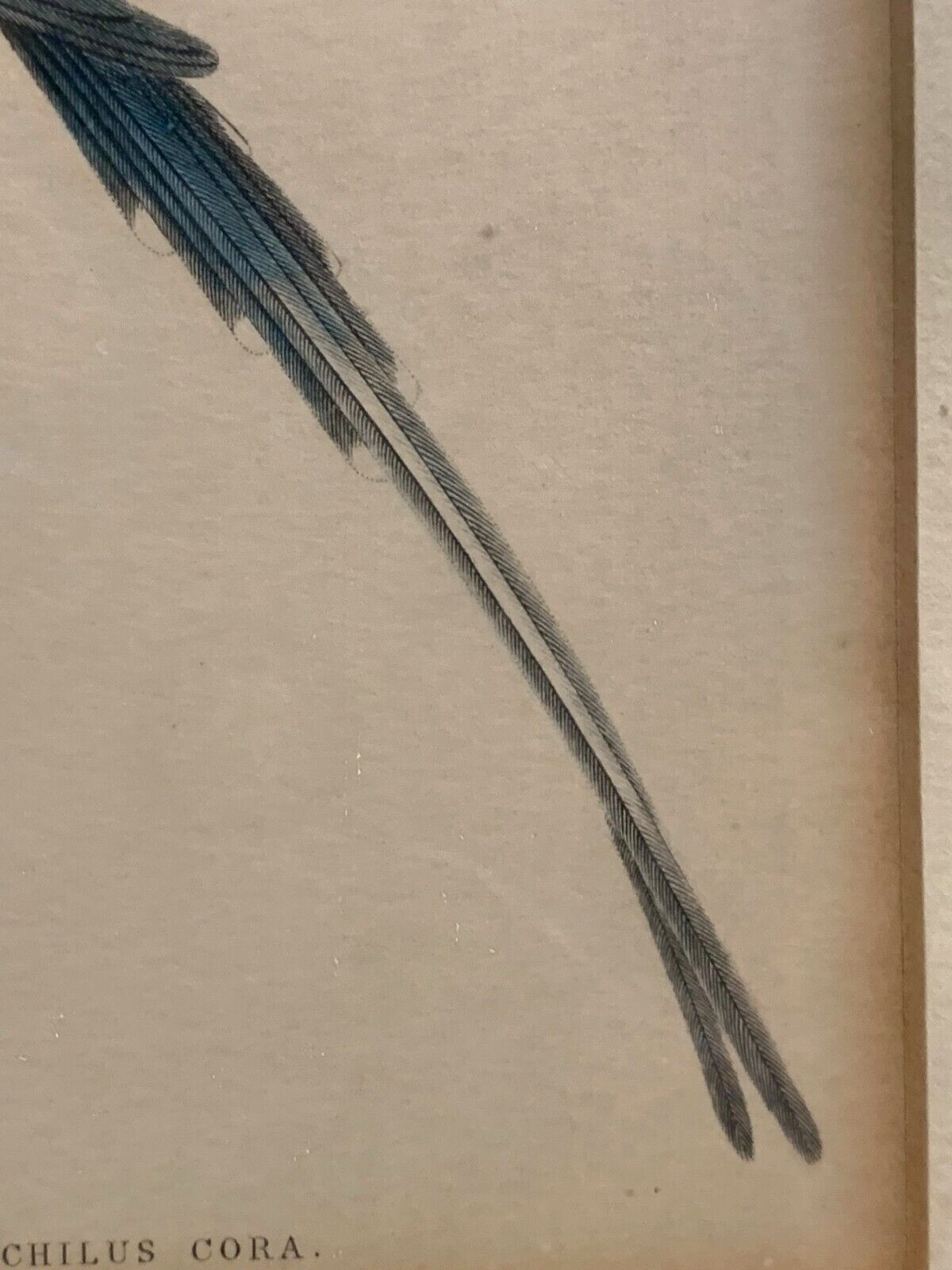 William Home Lizars - Corakolibri Trochilus cora  Handkoloriert Kupferstich 18205
