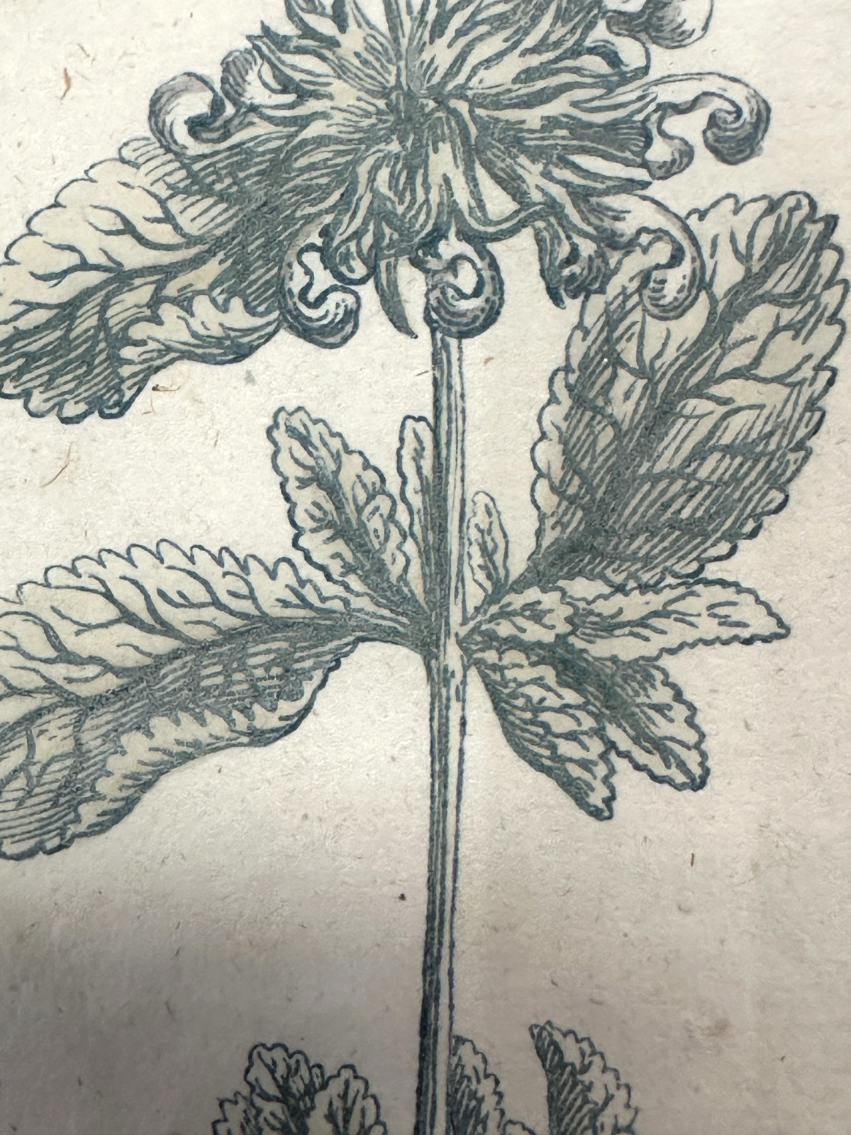 Bartholomäus Seutter - Antike botanische Radierung – Marrubium album vulgare3