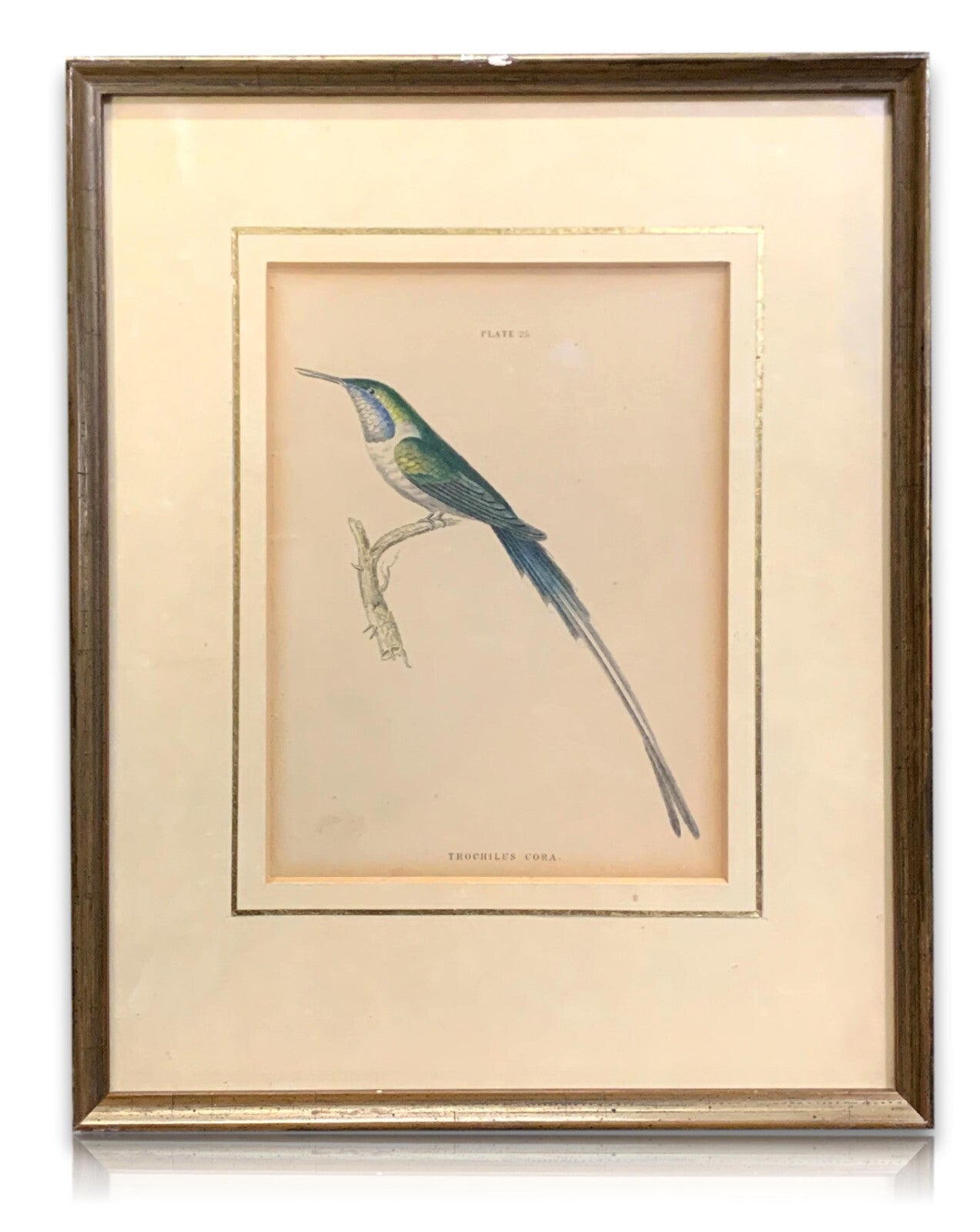 William Home Lizars - Corakolibri Trochilus cora  Handkoloriert Kupferstich 18200
