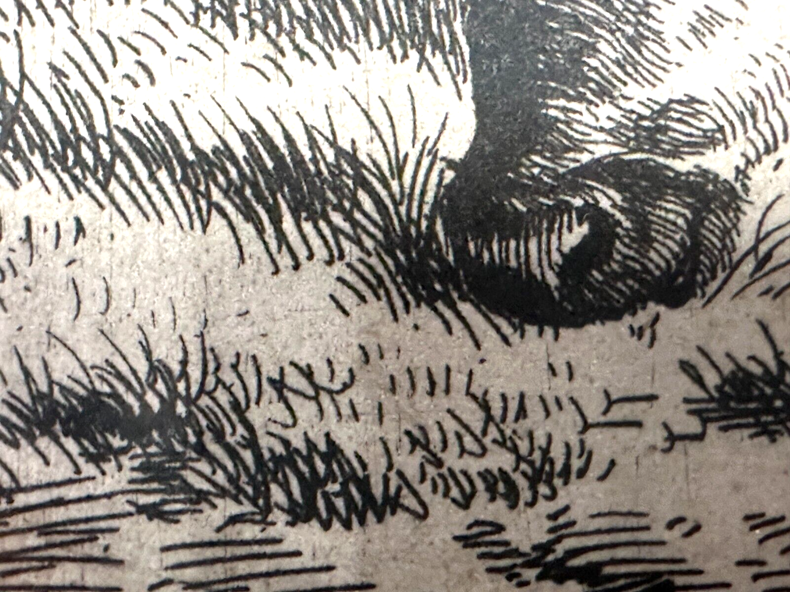 Adriaen van de Velden - Radierung - Gescheckter Bulle mit Schafen 1670 - gerahmt5