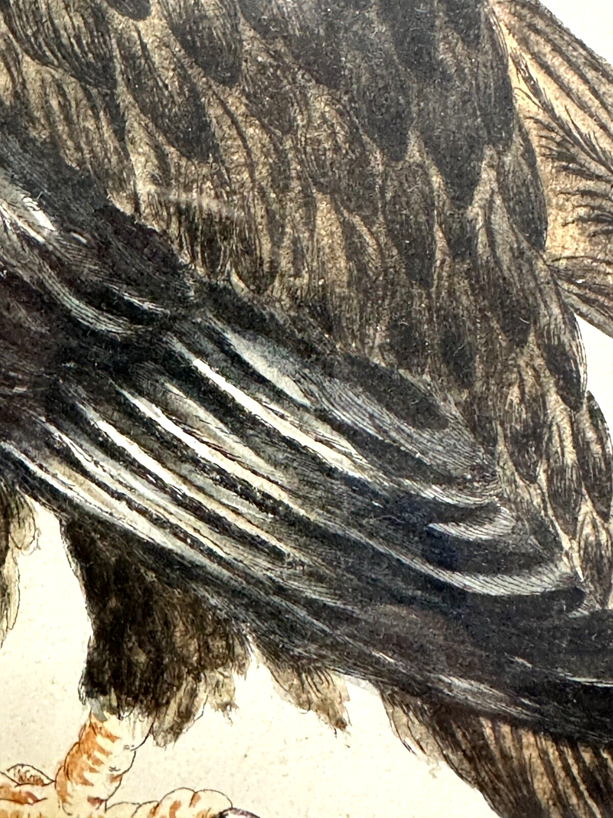 Giuseppe Vanni - Florenz 1767 - Schwarzer Adler kolorierte Radierung - 3. Tafel4