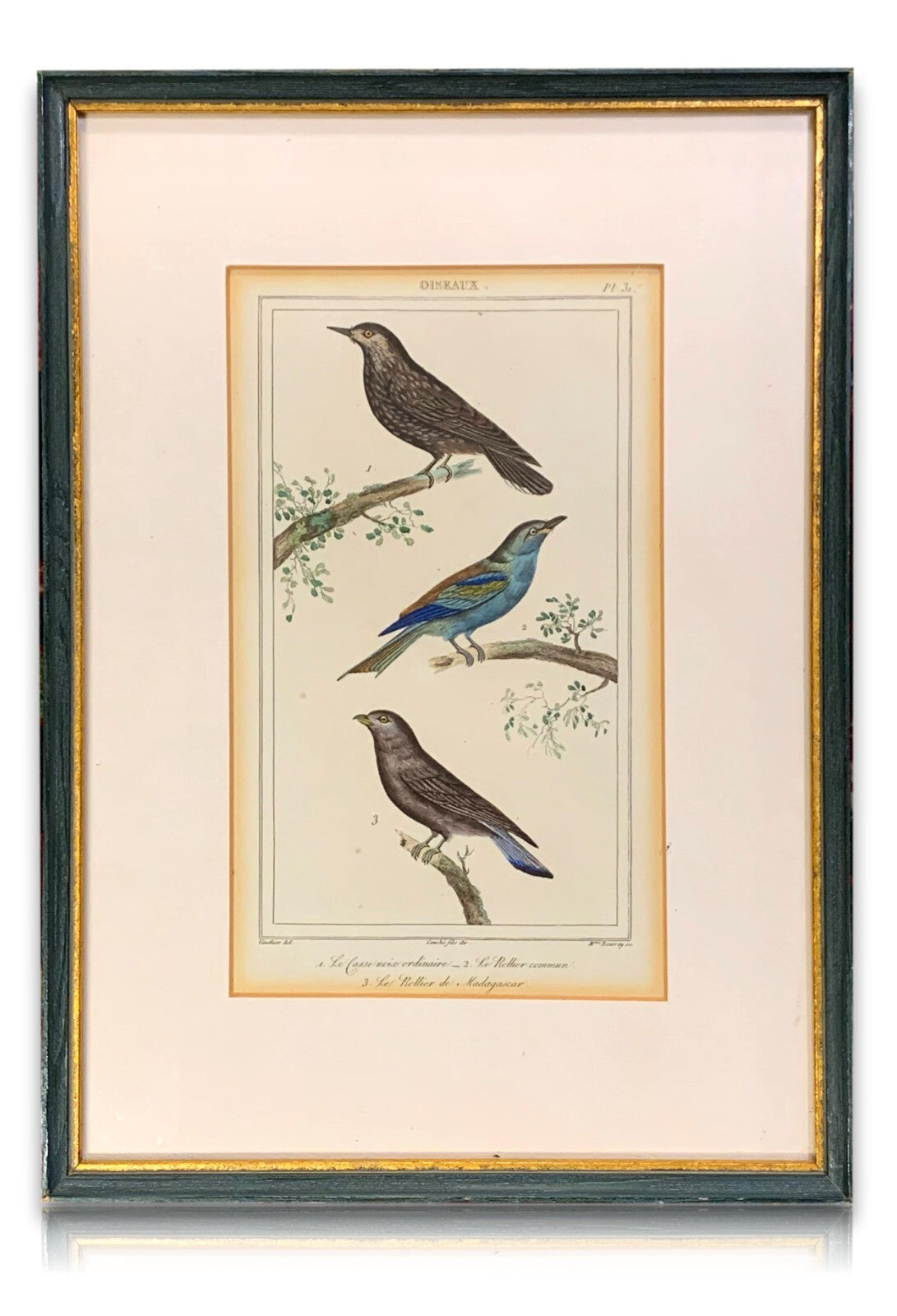 Antoine Charles VAUTHIER - Ornithologie Vögel Stahlstich - Handkoloriert 18200