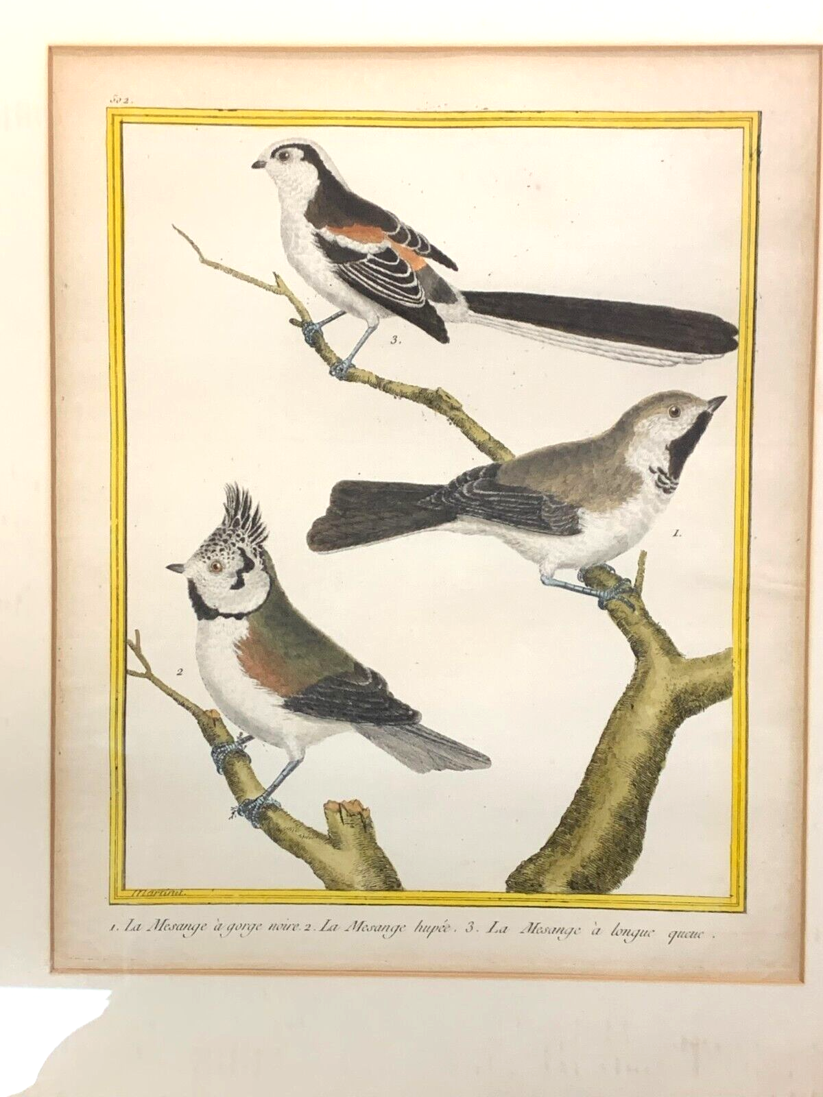 François Nicolas MARTINET - Ornithologie Vögel Kupferstich - Handkoloriert 17801