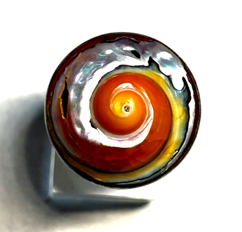 925 Sterling Silber Ring buntes Schneckenhaus Handarbeit Ø 17 mm RG 526
