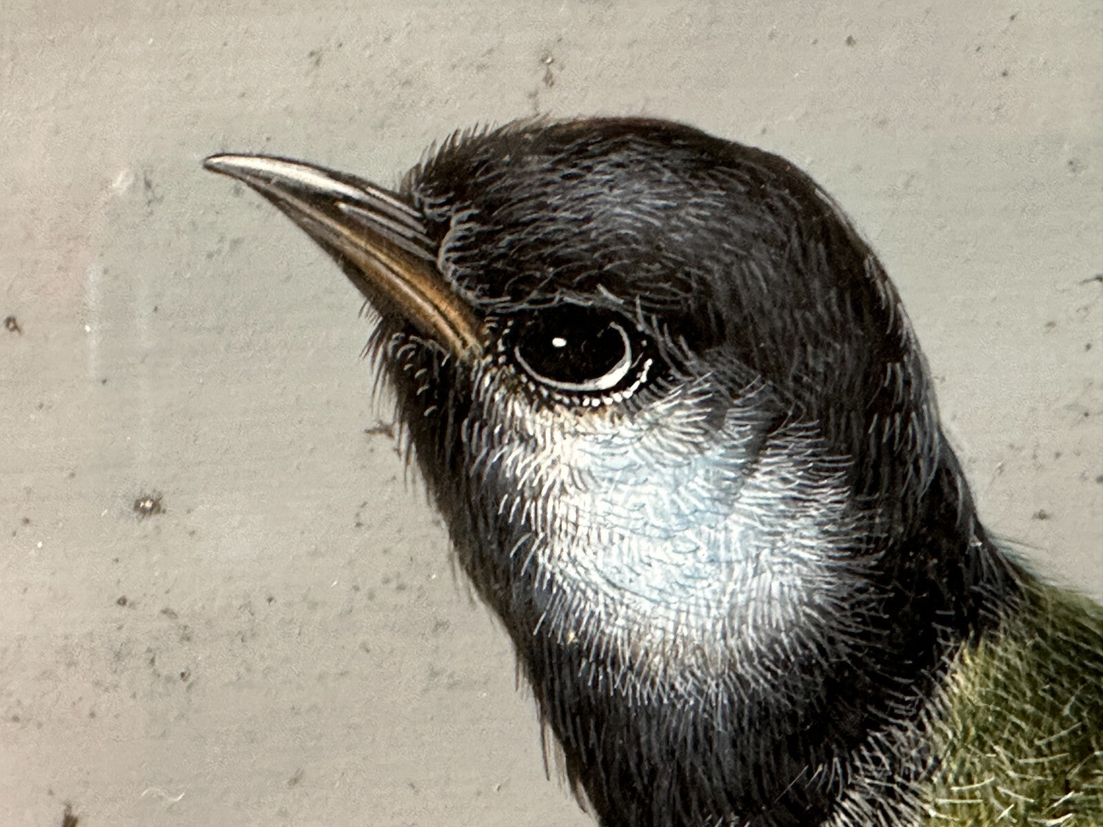 Christoph Ludwig Agricola 1665-1724 - Singvogel auf Ast - Gouache auf Pergament7