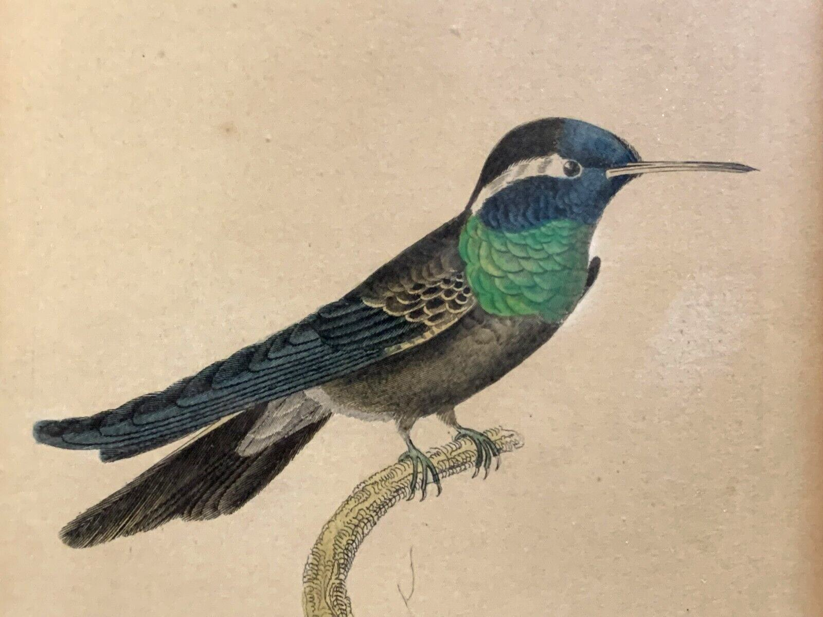 William Home Lizars - Purpurstirn-Saphirkolibri - Handkoloriert Kupferstich 18202