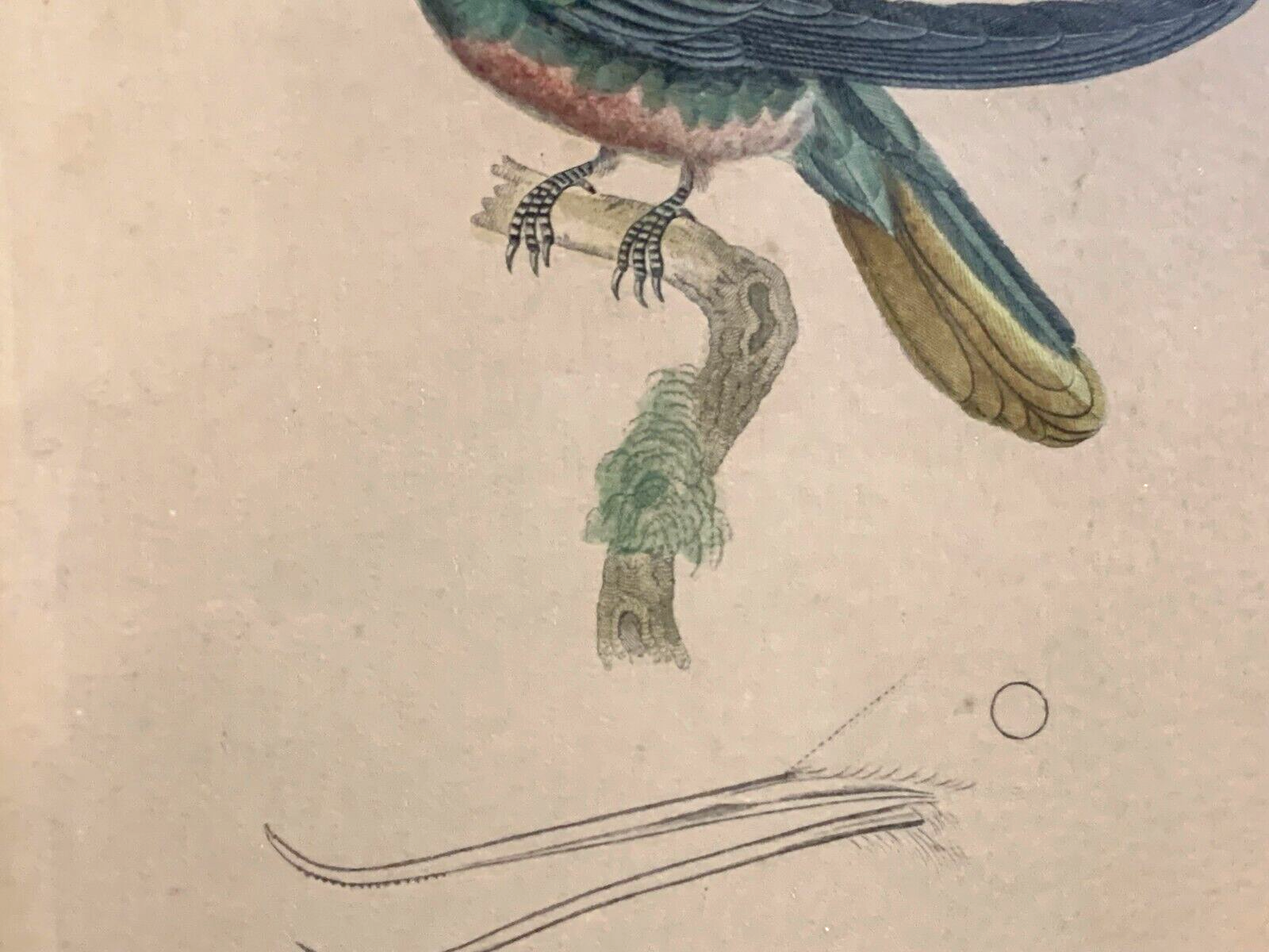 William Home Lizars - trochilus recurvirostris -  Handkoloriert Kupferstich 18203