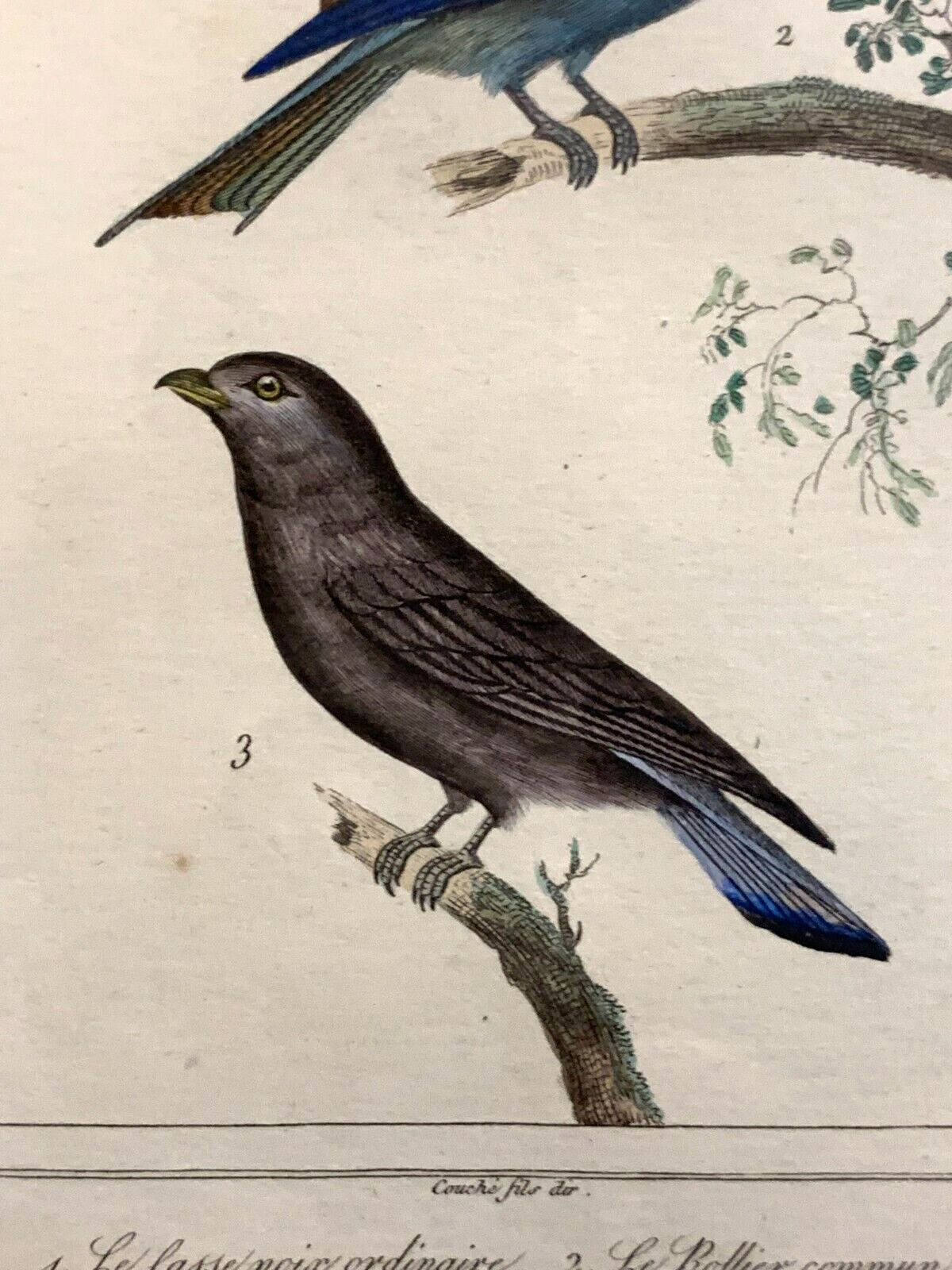 Antoine Charles VAUTHIER - Ornithologie Vögel Stahlstich - Handkoloriert 18204