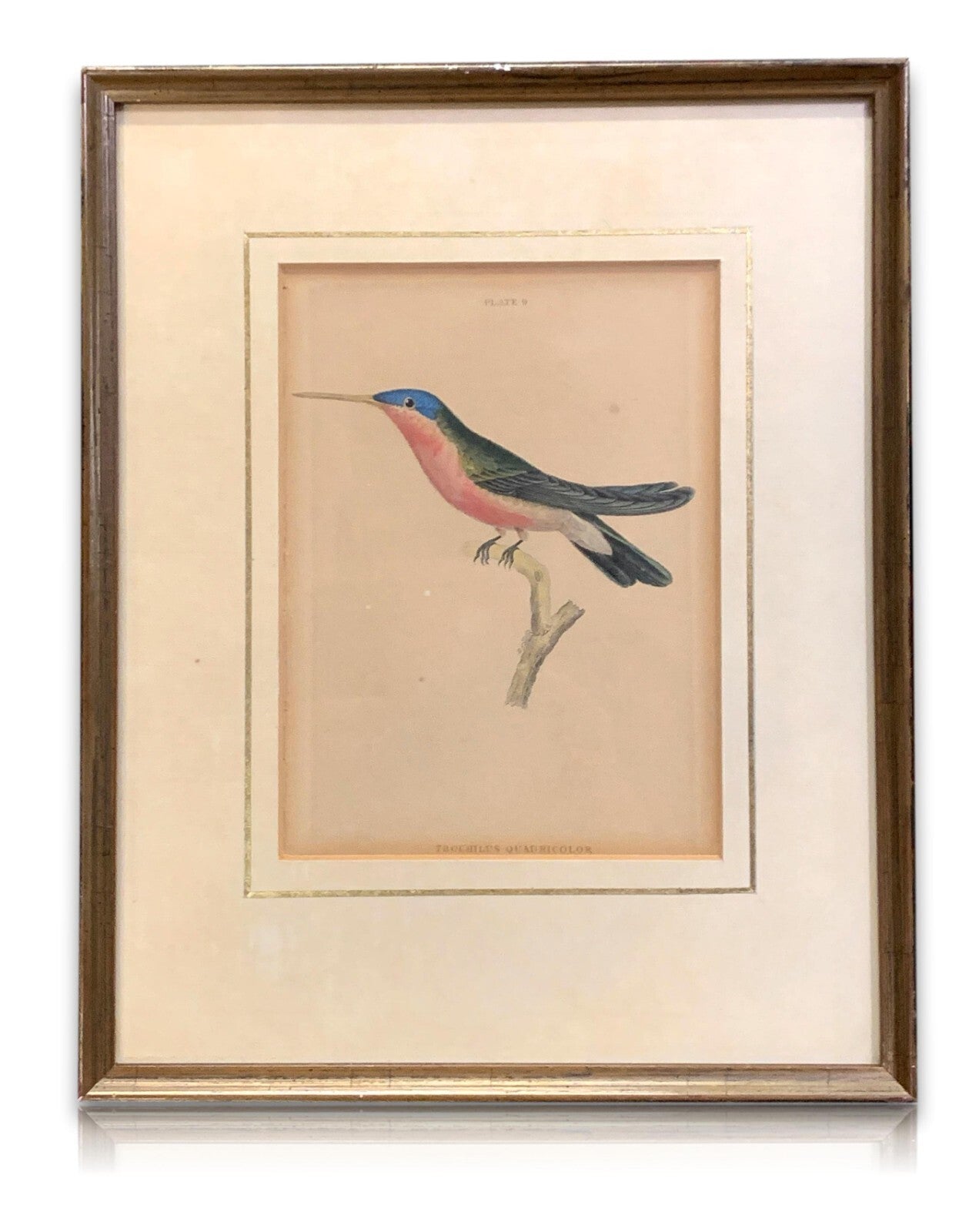 William Home Lizars - Trochilus Quadricolor -  Handkoloriert Kupferstich 18200