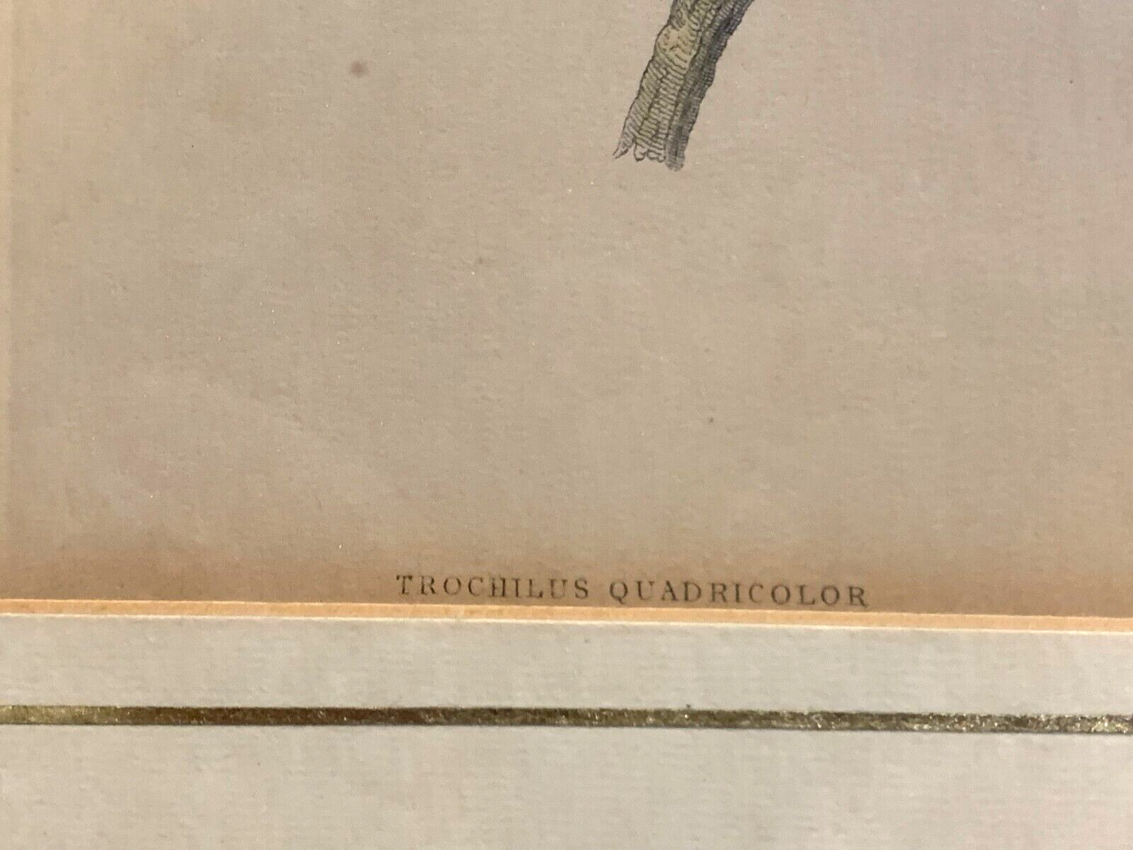 William Home Lizars - Trochilus Quadricolor -  Handkoloriert Kupferstich 18204