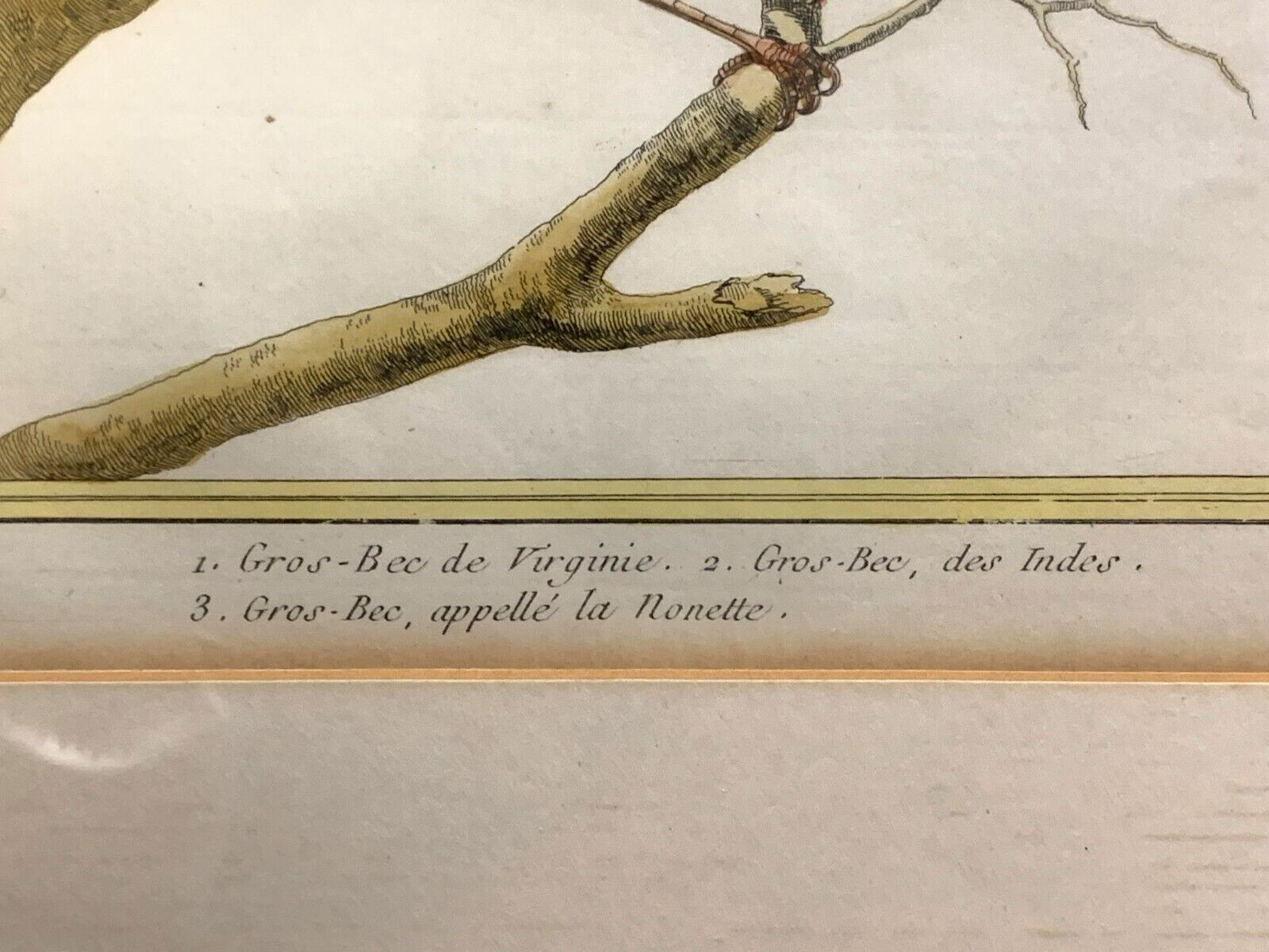 François Nicolas MARTINET - Ornithologie Vögel Kupferstich - Handkoloriert 17805