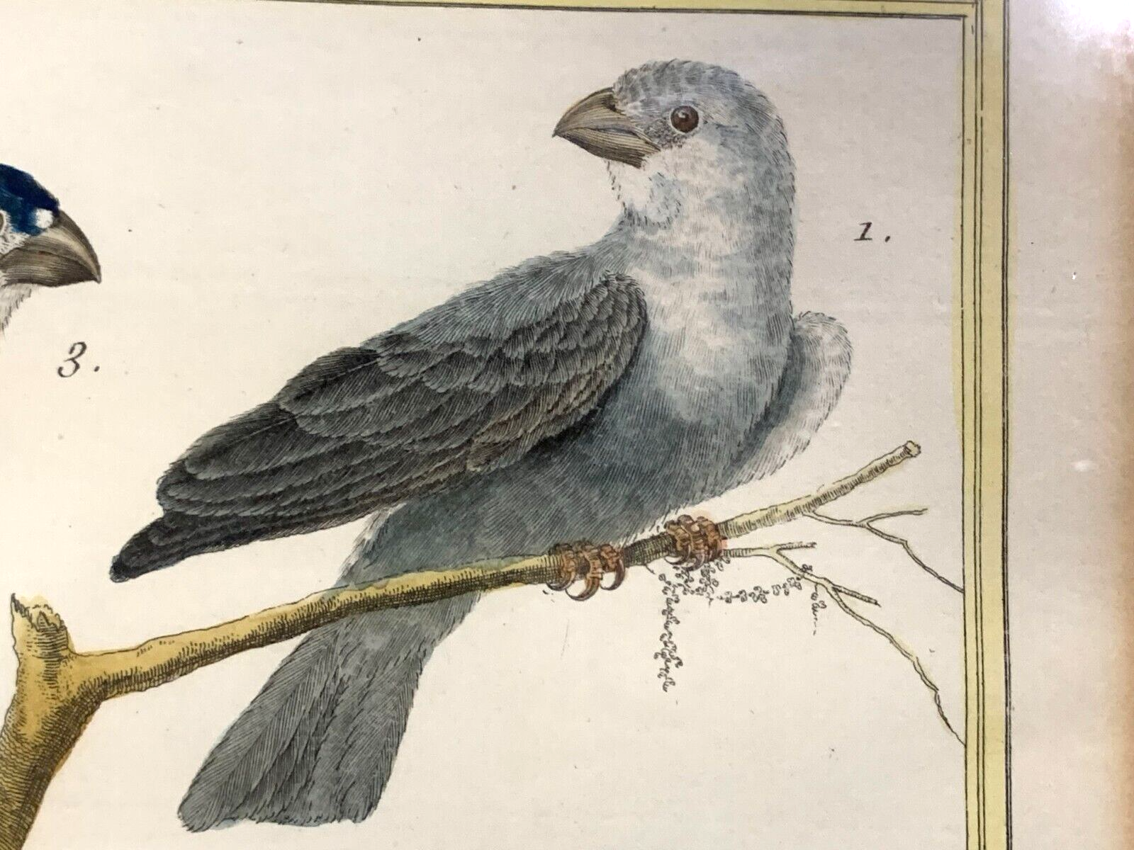 François Nicolas MARTINET - Ornithologie Vögel Kupferstich - Handkoloriert 17803