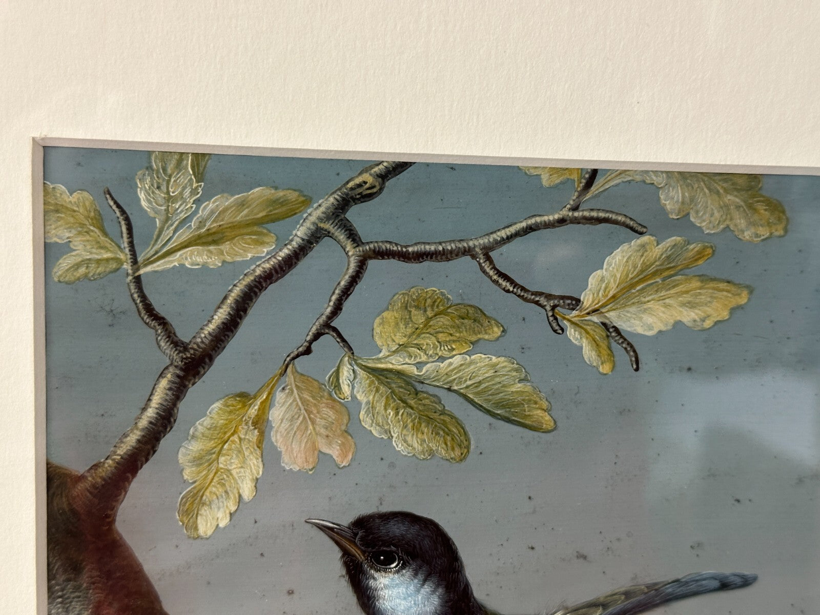 Christoph Ludwig Agricola 1665-1724 - Singvogel auf Ast - Gouache auf Pergament2