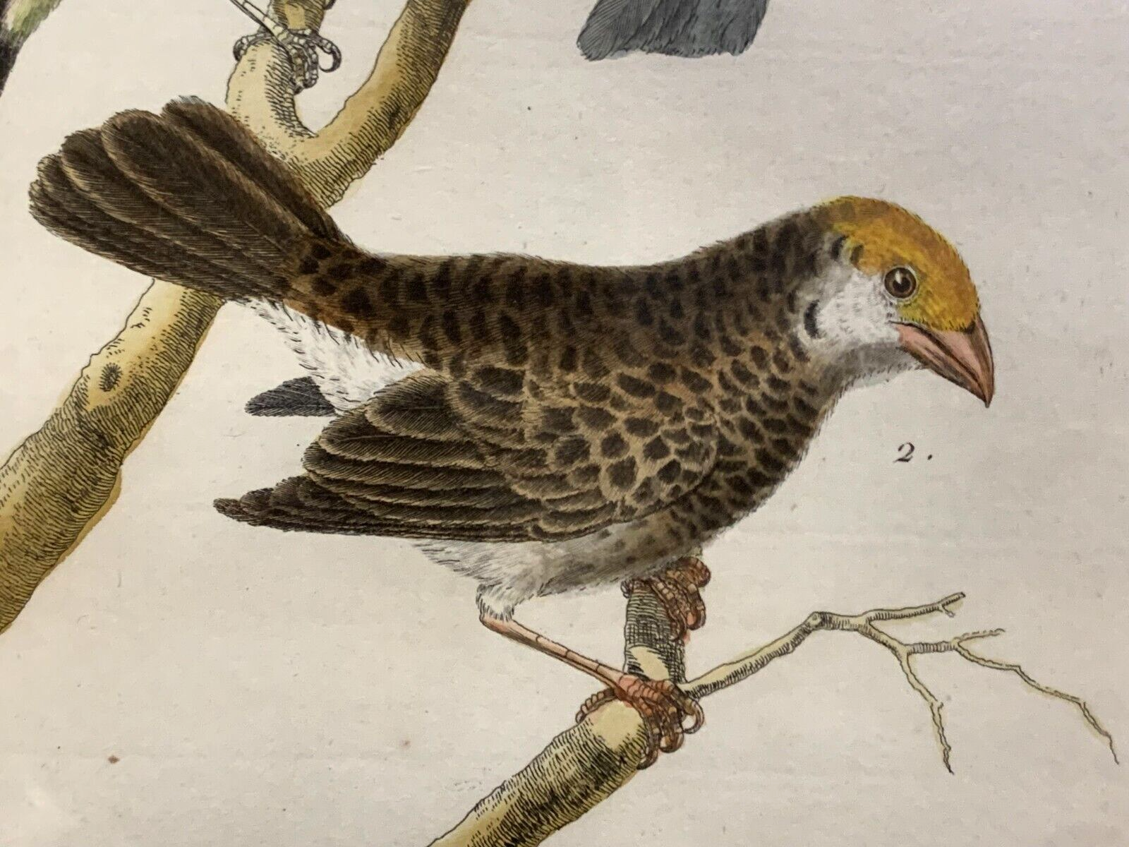 François Nicolas MARTINET - Ornithologie Vögel Kupferstich - Handkoloriert 17804