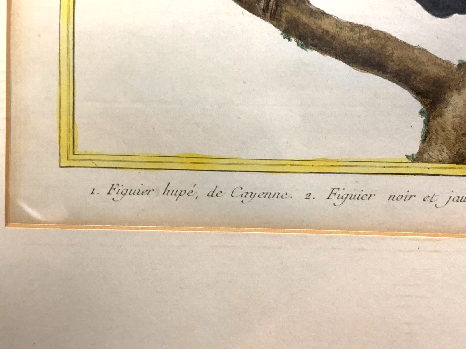 François Nicolas MARTINET - Ornithologie Vögel Kupferstich - Handkoloriert 17804