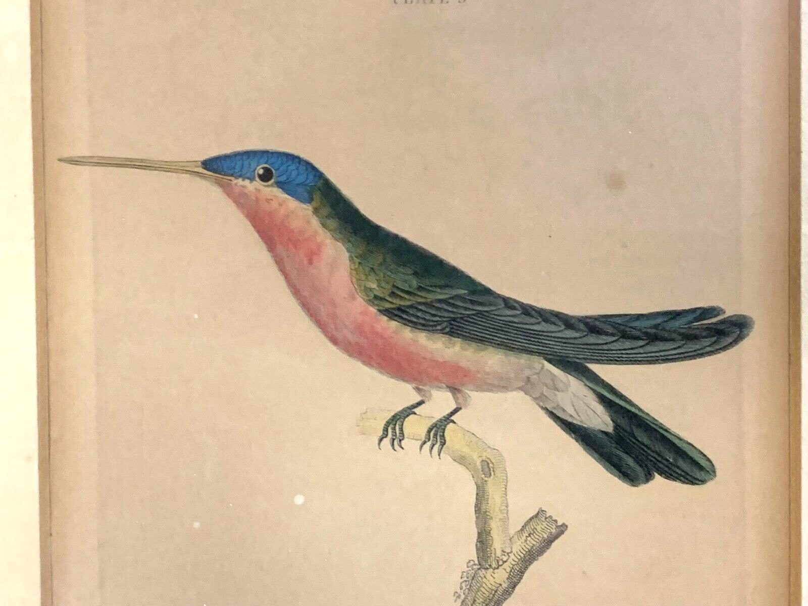 William Home Lizars - Trochilus Quadricolor -  Handkoloriert Kupferstich 18202