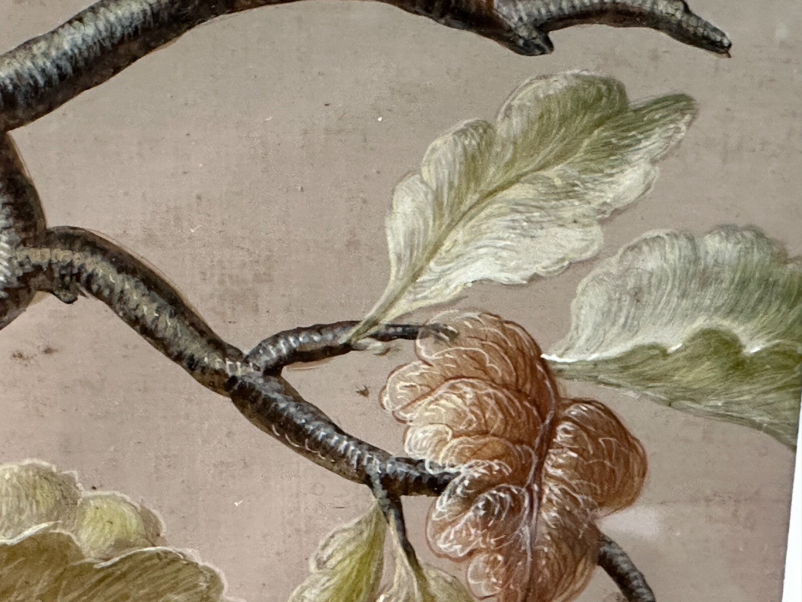Christoph Ludwig Agricola 1665-1724 - Singvogel auf Ast - Gouache auf Pergament13