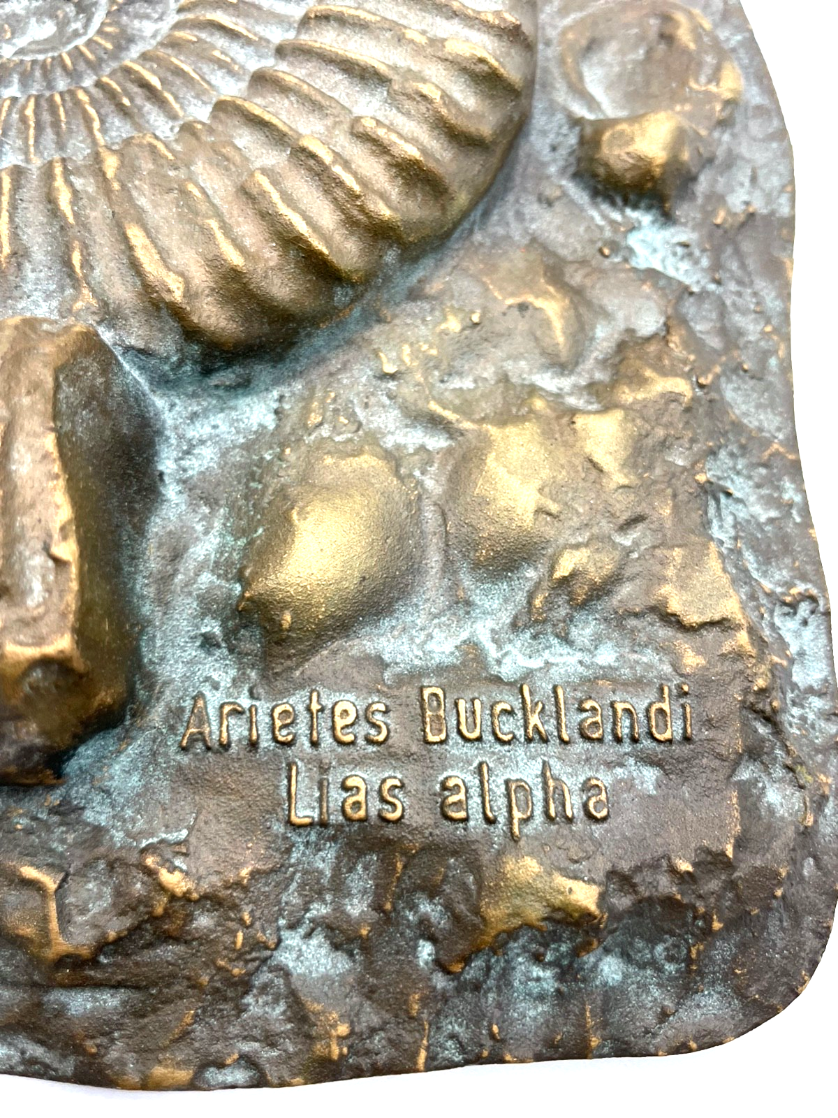 Versteinerung massive Strassacker Bronze Wandtafel Ammoniten Halbrelief gepflegt3