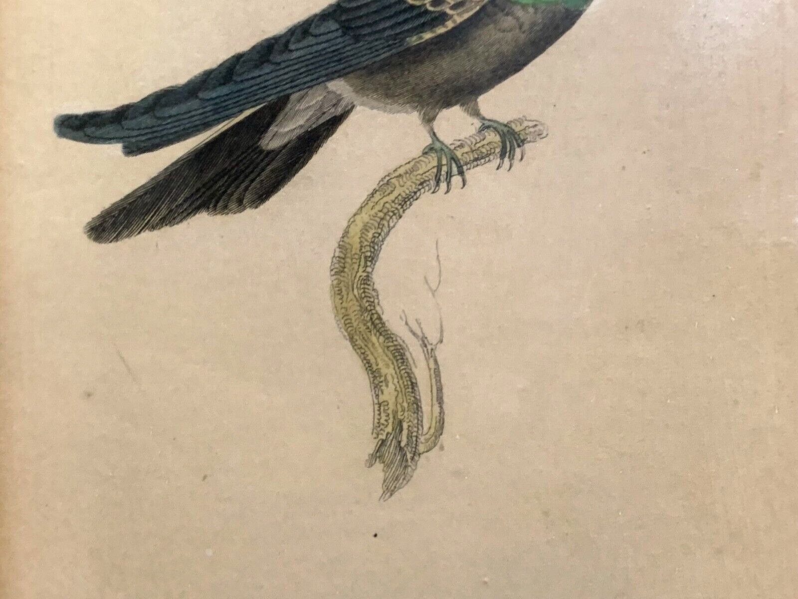 William Home Lizars - Purpurstirn-Saphirkolibri - Handkoloriert Kupferstich 18203