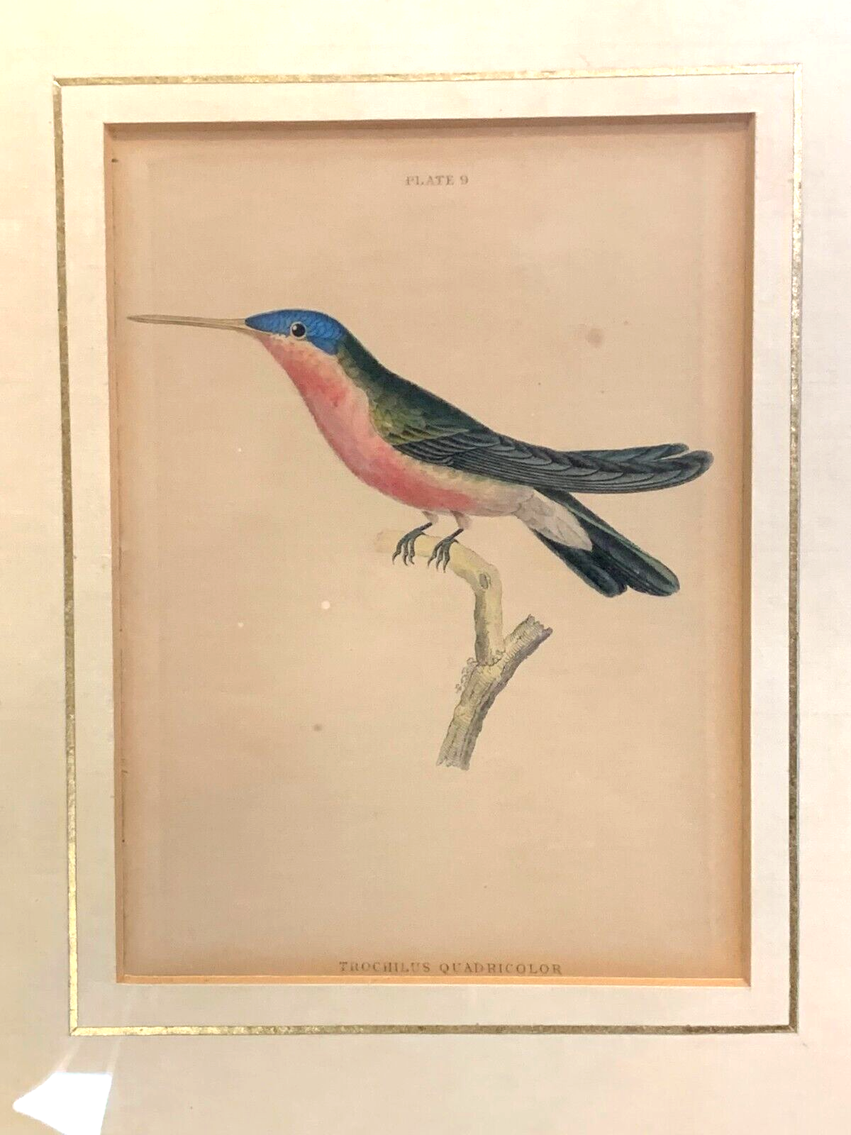 William Home Lizars - Trochilus Quadricolor -  Handkoloriert Kupferstich 18201