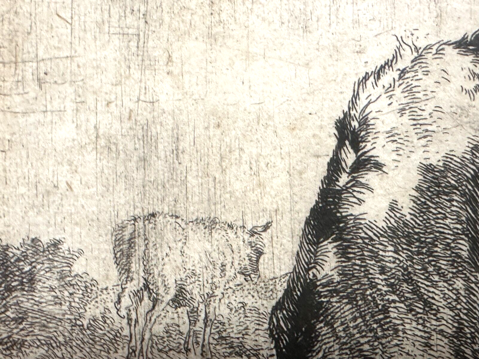 Adriaen van de Velden - Radierung - Gescheckter Bulle mit Schafen 1670 - gerahmt3