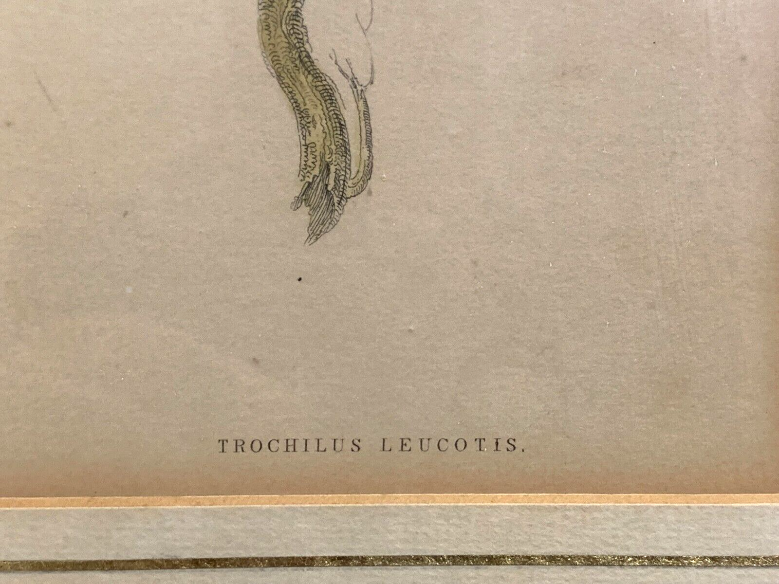 William Home Lizars - Purpurstirn-Saphirkolibri - Handkoloriert Kupferstich 18204