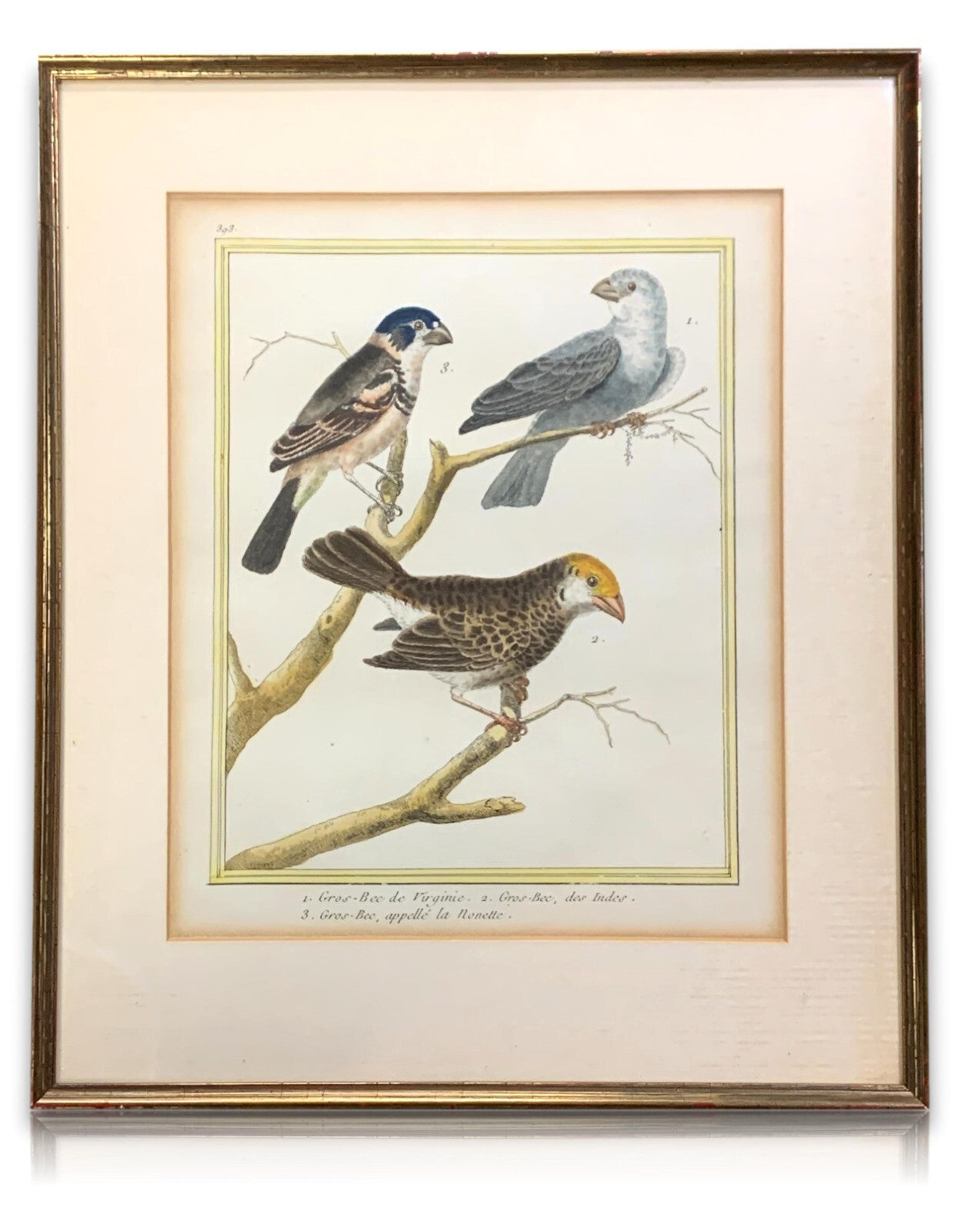 François Nicolas MARTINET - Ornithologie Vögel Kupferstich - Handkoloriert 17800